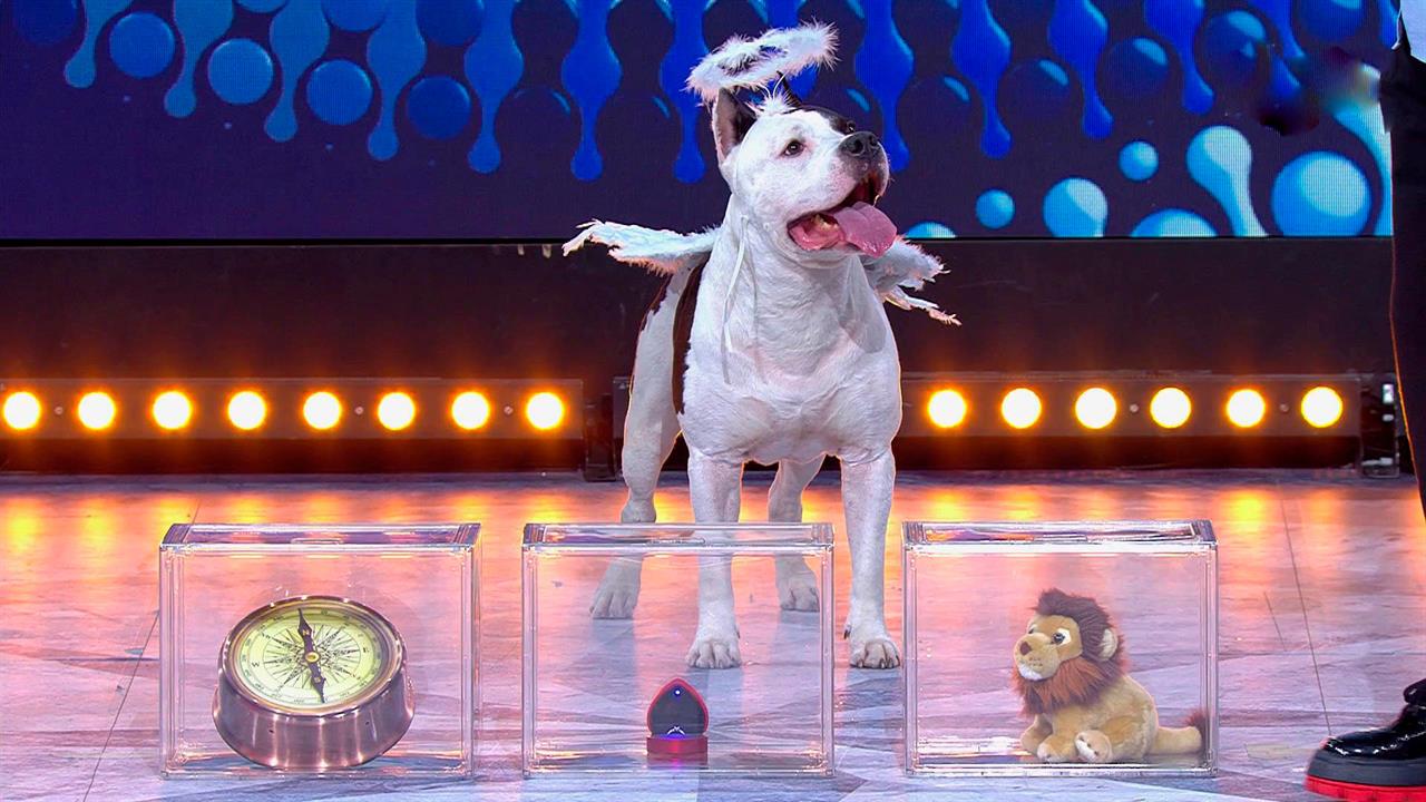 Задний ход: жених шоу "Давай поженимся!" покорил ведущих трюками с собакой