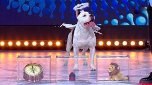 Задний ход: жених шоу "Давай поженимся!" покорил ведущих трюками с собакой