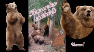 🐻Нашествие 🐻медведей 🐻