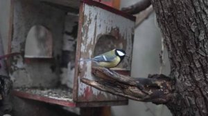 Экологический праздник 12 ноября — Синичкин день: история, традиции, значение