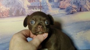 Барни Браун #цена 60 тр #купитьщенкачихуахуапродаю +79215950848