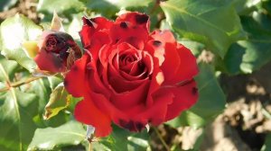 ВИДЕО ПВН  АВ   (142)