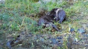 Утренние процедуры выдр