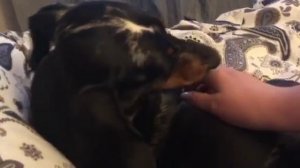 Нежный Трей. Видео к вебинару "Что пошло не так?"