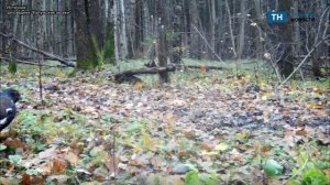 Фотоловушка заповедника запечатлела глухаря и глухарку