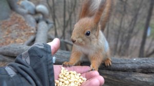 Прибегала Рыжая. Зарисовка