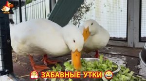 Забавные утки мускусные и пекинские на свободном выгуле со своими друзьями ч.(281) ❣️🤗😂
