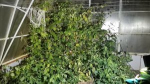 Очень для Вас важное видео о том на каком расстоянии сажать овощи. Думаю пригодится