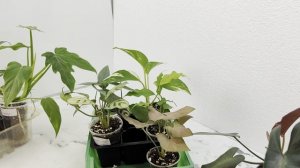 Закрытие почтового сезона. Акционные наборы 🌿🌸растений.