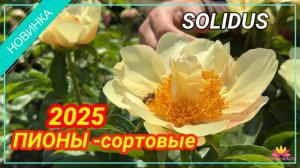 Абрикосово-желтый пион Solidus / Сад Ворошиловой