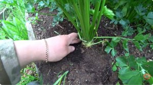 Ключевые моменты выращивания корневого сельдерея