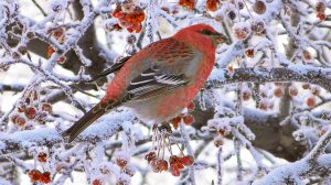 Щуры и иней