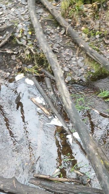 Лесной ручей смотреть онлайн