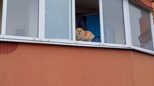 Фея и рыженькое "яблочко "