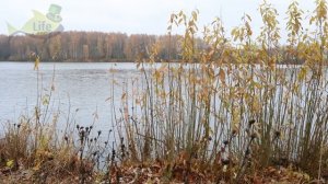 Как и на что ловить крупного леща в ноябре? Фидеры будут стрелять один за другим с этими секретами.