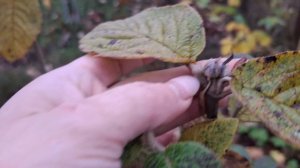 Растения с листвой в ноябре. Хочу другой прудик. Уезжаем