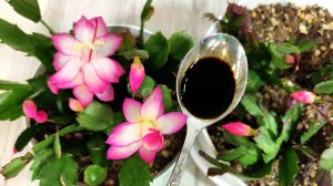 НАЛЕЙ в ДЕКАБРИСТ и даже слабый вмиг ЗАЦВЕТЕТ и бутоны не опадают