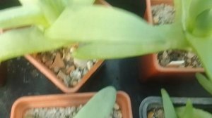 Мои толстенькие Глотифиллумы