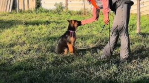 Баларис РАПИРА,  4 месяца