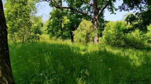 парк лето без слов 4K .mp4