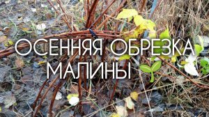 ОСЕННЯЯ ОБРЕЗКА МАЛИНЫ 🌱 Ноябрь 2025