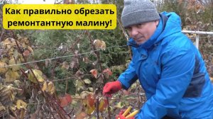 Когда и как обрезать малину осенью Два отличных способа.