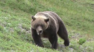 Медведь подходит, увеличиваясь в размерах....