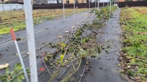 Укрываю ежевику и виноград на зиму в пригороде Твери