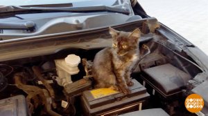 Если кот забрался под капот... Доброе утро. Фрагмент выпуска от 11.11.2025