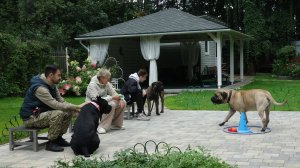 Кане-корсо и бульмастифы. Открытый урок с брахицефалами.