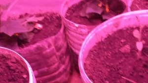 РОСТ ИДЕТ, ПОМИДОР И ОГУРЦЫ.