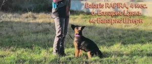 Баларис РАПИРА,  4 месяца
