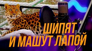 Работа в зоопарке: почему нельзя бояться диких зверей? | Подкаст на ОТС — 11 ноября