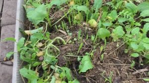 Озимая рожь в теплице.