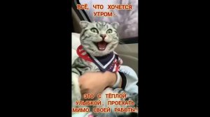 #смешныевидео -170