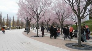 ВИДЕО ПВН  АВ   (10) КРАСНОДАР. ПАРК  ГАЛИЦКОГО. ВЕСНА.