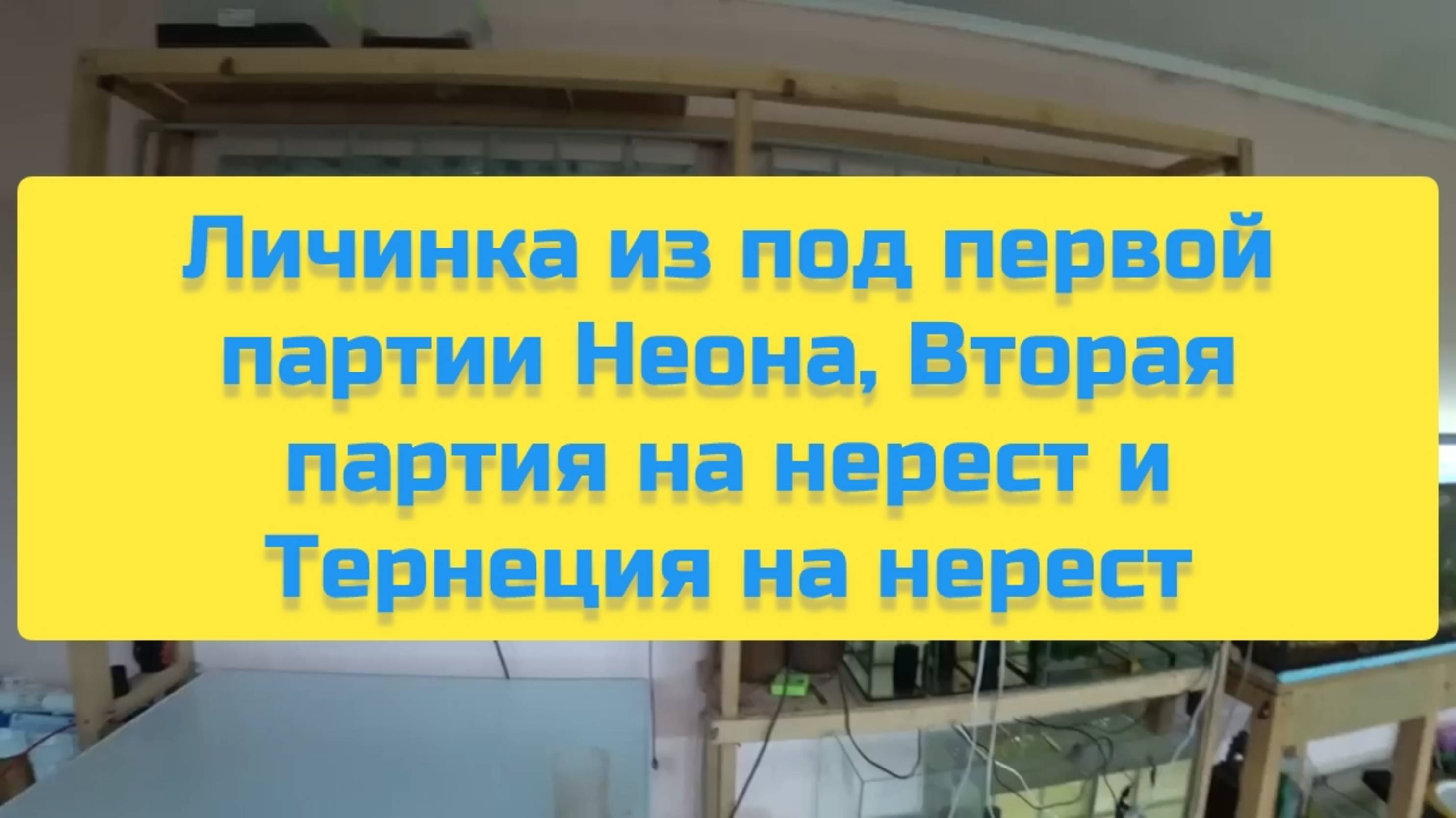 ЛИЧИНКА ИЗ ПОД ПЕРВОЙ ПАРТИИ НЕОНА, ВТОРАЯ ПАРТИЯ НА НЕРЕСТ И ТЕРНЕЦИЯ НА НЕРЕСТ смотреть онлайн