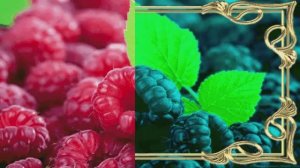 Малина или ежевика ? Кто что любит ..