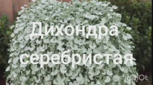 Дихондра серебристая 🌿😍❤️