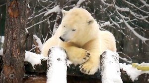 Один медвежонок забрался на крышу гамака с зайцем, а второй внизу ждет, когда сбросят игрушку.