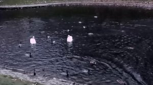 Птицы на пруду