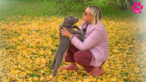 Кому достанется последний мальчик? Американский Булли XL Щенки - Мальчики!