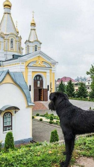 2025. СОБАКУ-ПОВОДЫРЯ НЕ ПУСТИЛИ В МОНАСТЫРЬ: скандал до небес. Мнение А.РОЖИНЦЕВА