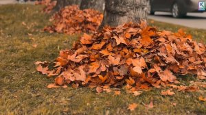 Ежедневно на улицы Керчи выходят более 200 дворников