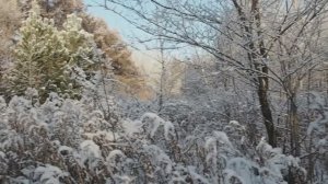 Зимой в Новосибирском дендропарке.