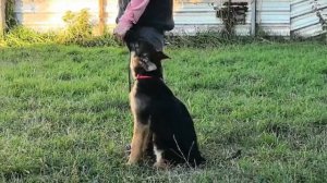 Баларис Ранмарк 4 мес. Дрессировки, начало.