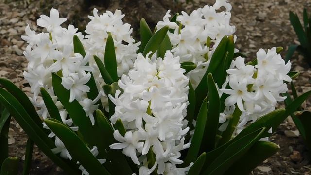 ВИДЕО ПВН  АВ   (49)