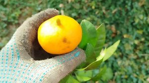 Мандарин с пуповиной