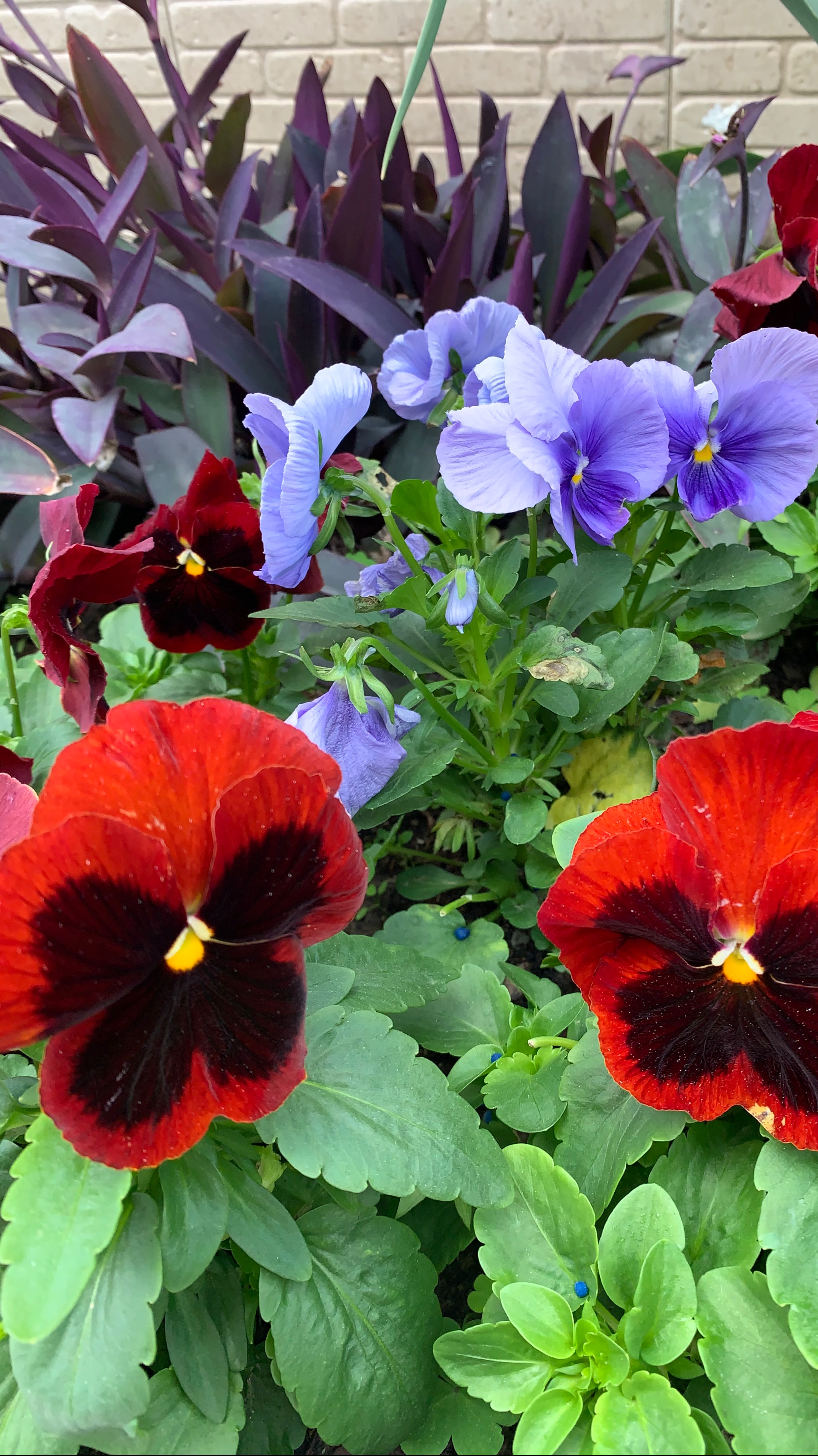 Мой восьмой день в санатории Аквалоо г. Сочи смотреть онлайн