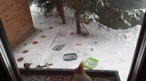 морозный вторник в вольном зоопарке